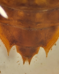 Hylogomphus apomyius