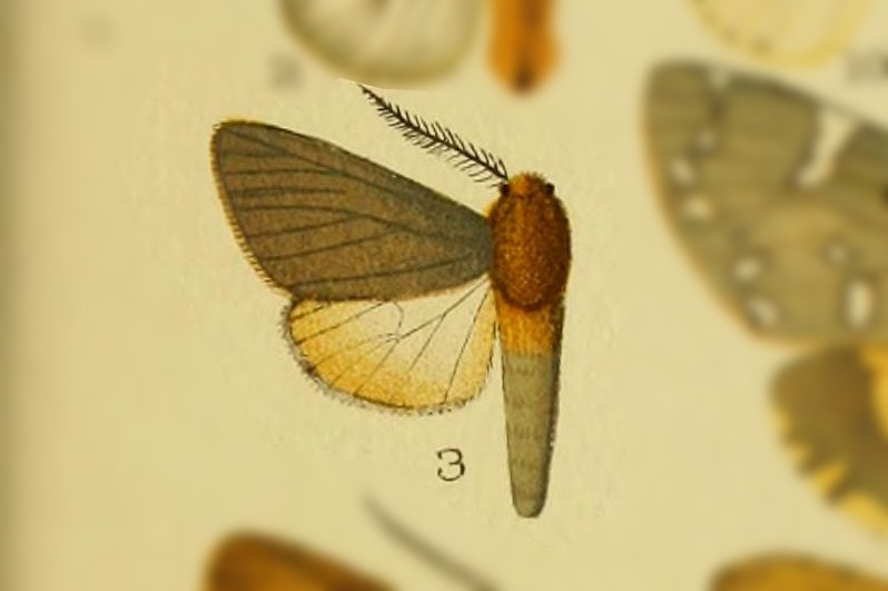 Paracles vulpecula