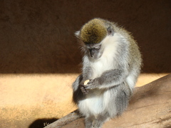 Chlorocebus aethiops