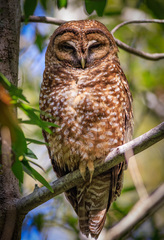 Strix occidentalis caurina