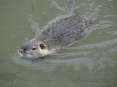 Myocastor coypus