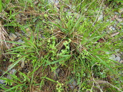 Valerianella nuttallii