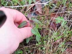 Monarda stipitatoglandulosa