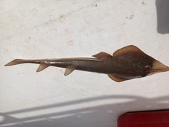 Pseudobatos leucorhynchus