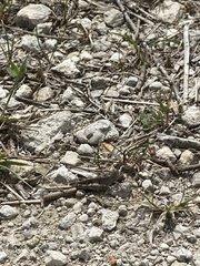 Trimerotropis maritima