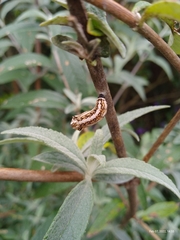 Lepidoptera