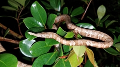 Langaha madagascariensis