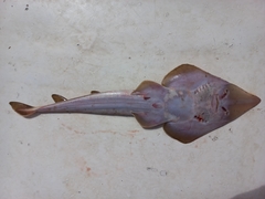 Pseudobatos leucorhynchus