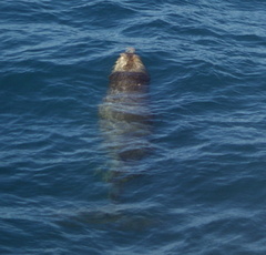 Hyperoodon planifrons
