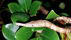 Langaha madagascariensis