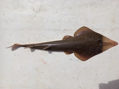 Pseudobatos leucorhynchus