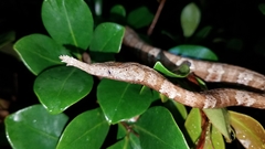 Langaha madagascariensis