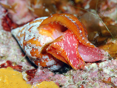 Peristernia reincarnata