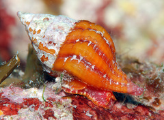 Peristernia reincarnata