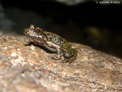 Thoropa miliaris