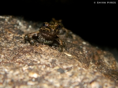 Thoropa miliaris