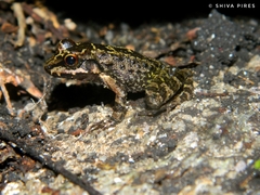 Thoropa miliaris