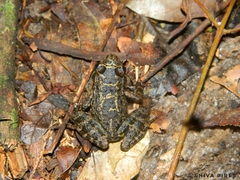 Thoropa miliaris