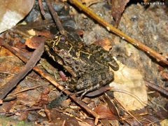 Thoropa miliaris