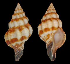 Peristernia ustulata