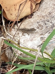 Anolis sagrei