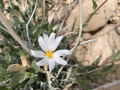 Xylorhiza