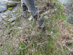 Amsonia hubrichtii