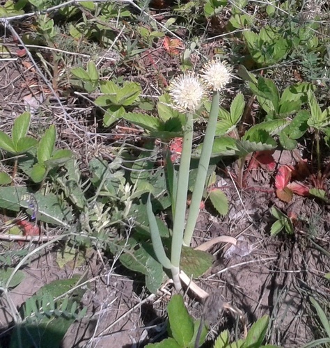 Allium fistulosum