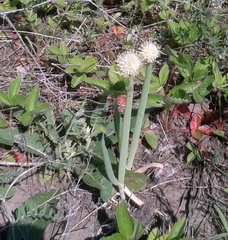 Giant Allium (Allium giganteum)