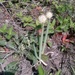 Cebolinha-verde (Allium fistulosum) — foto 1