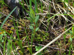 Hypericum sphaerocarpum