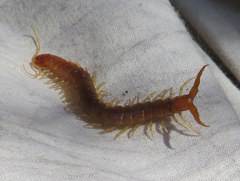 Theatops spinicaudus