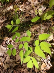 Actaea rubra