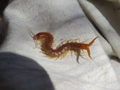 Theatops spinicaudus