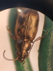 Bembidion semipunctatum
