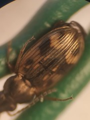 Bembidion semipunctatum