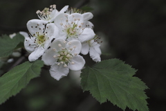 Crataegus pruinosa