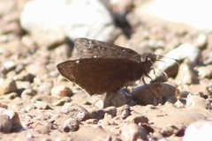 Erynnis meridianus