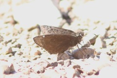 Erynnis meridianus