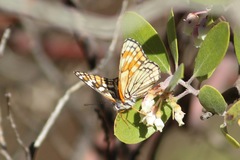 Chlosyne coronado coronado