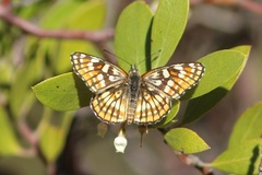 Chlosyne coronado coronado