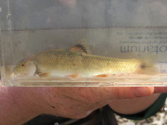 Campostoma spadiceum