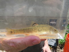 Campostoma spadiceum