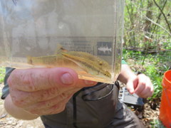 Campostoma spadiceum