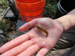 Procambarus ouachitae