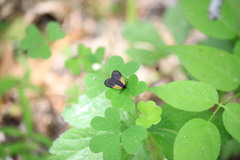 Pyromorpha dimidiata