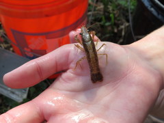 Procambarus ouachitae