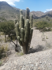 Trichocereus werdermannianus