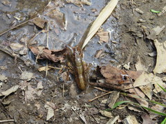 Procambarus ouachitae