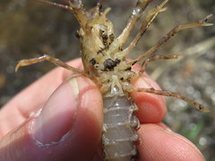Procambarus ouachitae